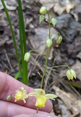Epimedium × versicolor