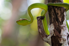 Tropidolaemus subannulatus