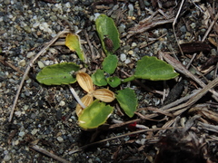 Viola maculata