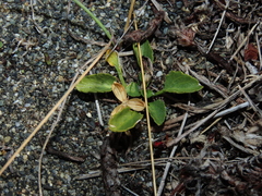 Viola maculata