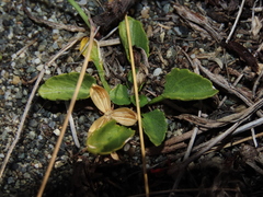 Viola maculata