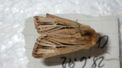 Mythimna anderreggii