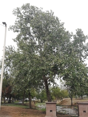 Platanaceae