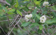 Syzygium guineense
