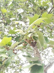 Platanaceae