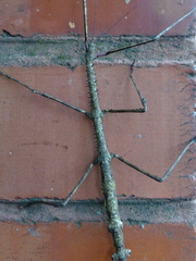 Argosarchus horridus