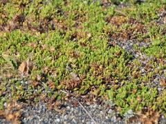 Baccharis magellanica