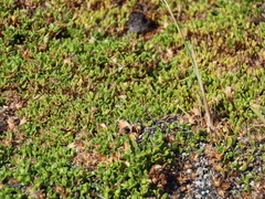 Baccharis magellanica