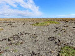Baccharis magellanica