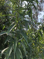 Aldama buddlejiformis