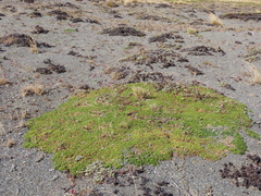 Baccharis magellanica