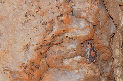 Phrynomantis annectens