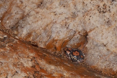 Phrynomantis annectens
