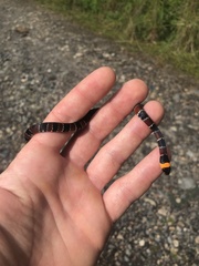 Erythrolamprus guentheri