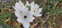 Ornithogalum arabicum