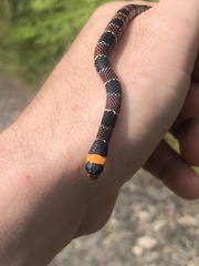 Erythrolamprus guentheri