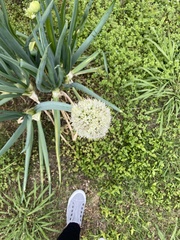 Allium cepa