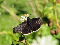 Erynnis funeralis