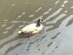 Branta canadensis