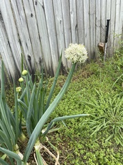 Allium cepa