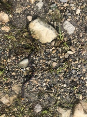 Erythrolamprus guentheri