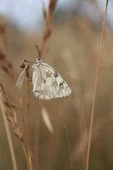 Melanargia