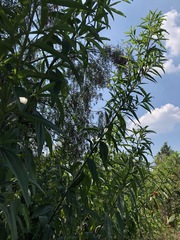 Aldama buddlejiformis