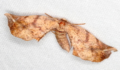 Parepisparis excusata