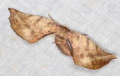 Parepisparis excusata