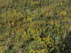 Azorella trifurcata