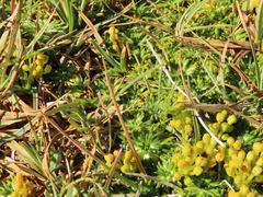Azorella trifurcata