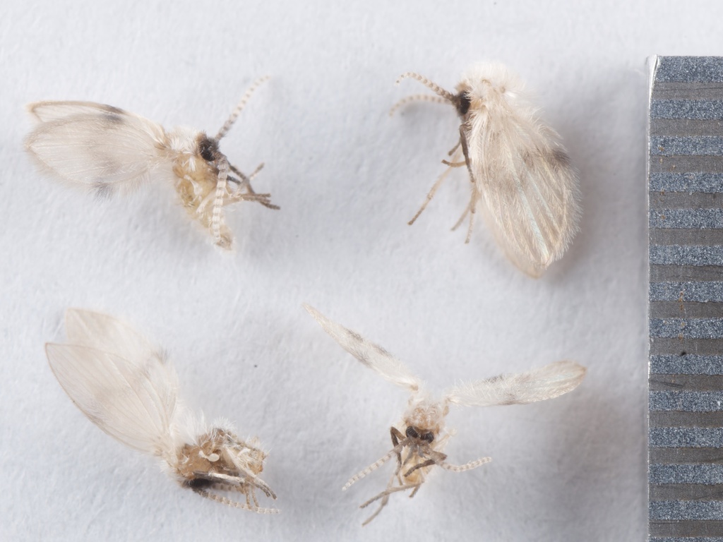 tiny moth flies next to a ruler for scale