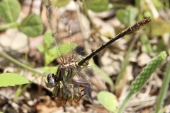 Phanogomphus minutus