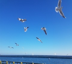 Chroicocephalus ridibundus