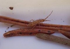 Orchesella flavescens
