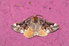 Caripeta pulcherrima