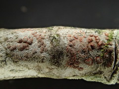Arthonia cinnabarina