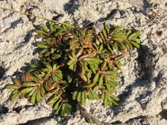 Eriachaenium magellanicum