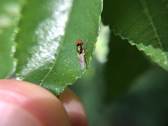 Microchrysa flaviventris