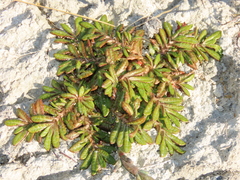 Eriachaenium magellanicum