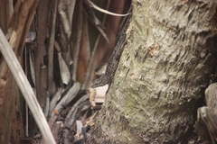 Anolis sagrei