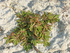Eriachaenium magellanicum