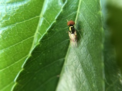 Microchrysa flaviventris