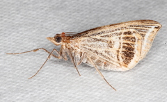 Phrataria transcissata