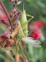 Oecanthus celerinictus