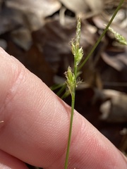 Carex albicans