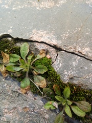 Erigeron canadensis