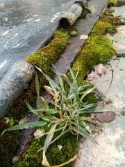 Poaceae