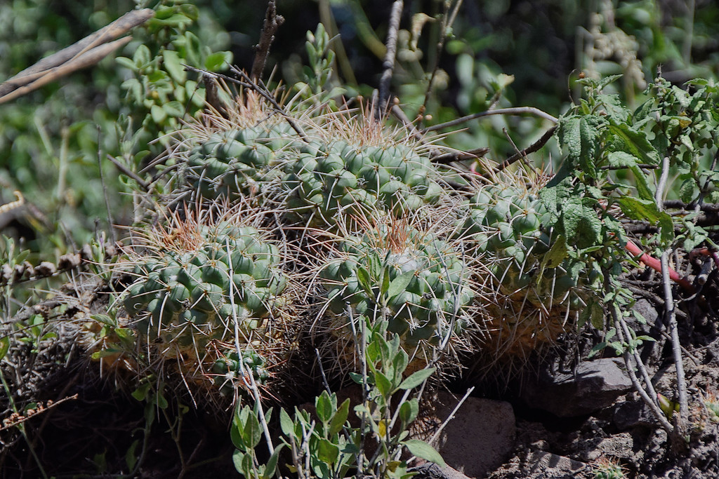 Mammillaria compressa, Xhitá Segundo, Hgo., Mexico