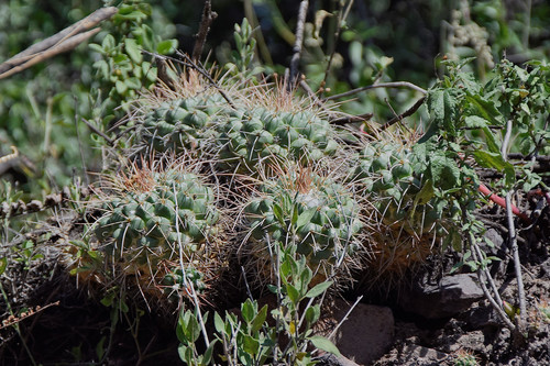 Mammillaria compressa